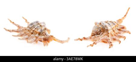 Lambis scorpio sea shells isolated on white background. Orange Scorpion Conch Shell, Spider Conch seashell Stock Photo