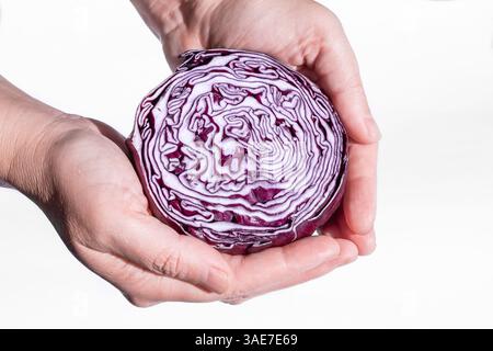 Close up view Woman holding red cabbage in hands. Sliced red cabbage in hand isolated on white background. Purple cabbage on a white background Stock Photo