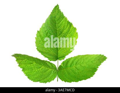 One leaf of raspberry or blackberry isolated on white Stock Photo