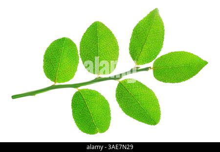 Branchlet of blueberry plant isolated on white background Stock Photo