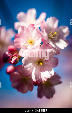 Close-up of cherry blossoms of the Japanese ornamental cherry (Prunis serrulata) in spring, Bavaria, Germany Stock Photo