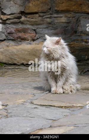 A fluffy white cat sits calmly on a stone floor, enjoying the warm sunlight. The backdrop features a rustic stone wall, adding to the cozy atmosphere Stock Photo