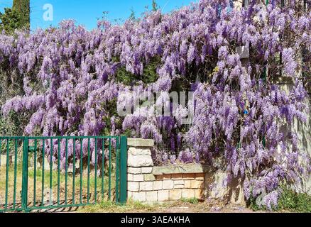Beautiful Wisteria Vine Covering a Garden Wall in Full Bloom Outdoors Stock Photo
