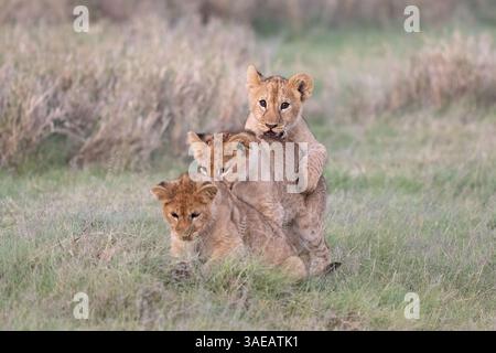 Three lion cubs piling on top of each other playing in the grass Stock Photo
