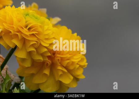 A pair of yellow ranunculus flowers in bloom with layered petals and soft lighting, set against a smooth neutral background in side profile. Stock Photo