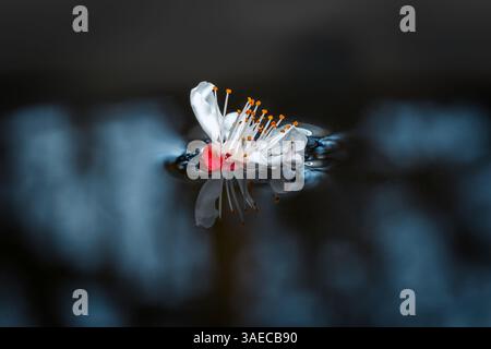 Atmospheric photo of fallen apricot blossom on dark water. Close-up with shallow depth of field Stock Photo