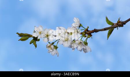 Cherries branch close-up against blue sky. Springtime Stock Photo