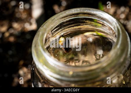 Butterfly chrysalis in a mason jar. Stock Photo