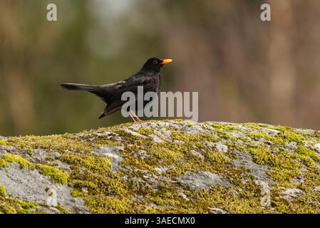 Eurasian blackbird or common blackbird (Turdus merula) male standing on a boulder in the forest in spring. Stock Photo