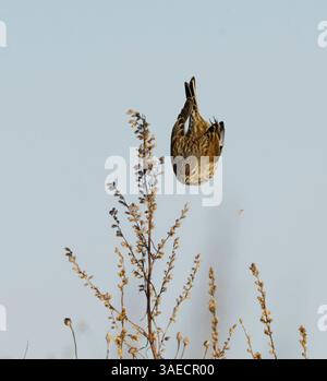 Common linnet (Linaria cannabina) flying in the sky in early spring ...