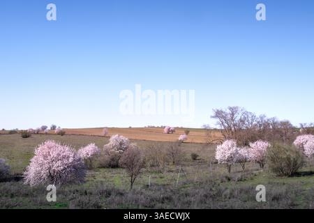 Panoramic view of some cultivation fields at the beginning of spring. The outbreaks are still small, and the almond trees are flourishing with white and Stock Photo