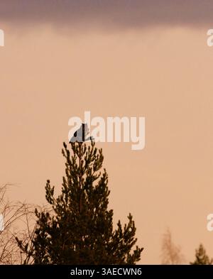 Eurasian eagle-owl (Bubo bubo) perched on the tree top in winter. Stock Photo