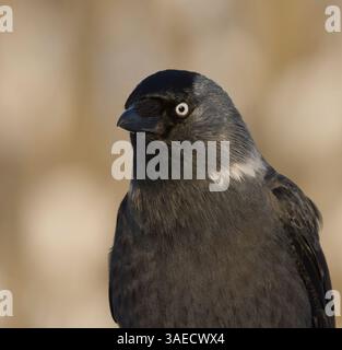 Western jackdaw (Coloeus monedula) close up in winter. Stock Photo