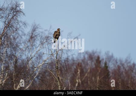 White-tailed eagle (Haliaeetus albicilla) juvenile perched on the tree top in spring. Stock Photo