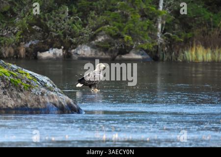 White-tailed eagle (Haliaeetus albicilla) standing on thin ice in early winter. Stock Photo
