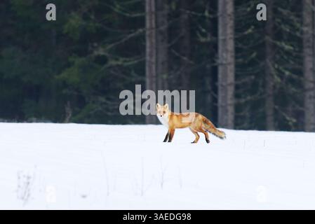 Red fox (vulpes vulpes) walking in the snow in winter. Stock Photo