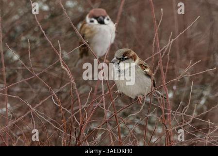 House sparrow (Passer domesticus) male in the bush in winter. Stock Photo