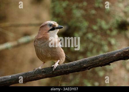 Eurasian jay (Garrulus glandarius) sitting on a branch in the forest in fall. Stock Photo