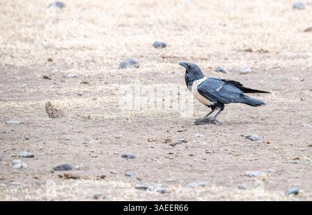 Pied crow (Corvus albus) Stock Photo
