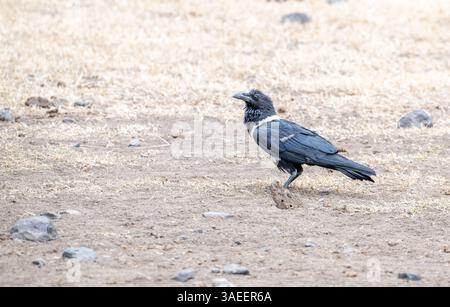 Pied crow (Corvus albus) Stock Photo