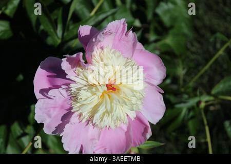 Pink peony flower in bloom - macro shot with white petal center. Stock Photo