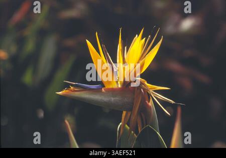 Bird of paradise Latin name Strelitzia reginae Stock Photo - Alamy