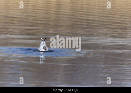 Black-headed gull washing in the still water Stock Photo