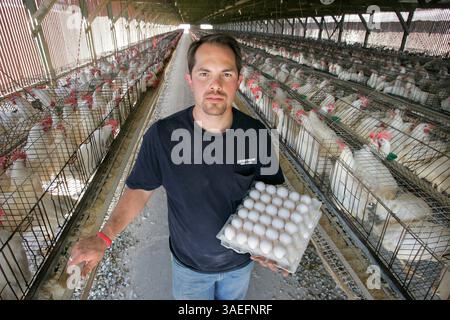September 26, 2008, Valley Center, CA, USA 3rd. generation egg farmer RYAN ARMSTRONG holds a flat of fresh eggs in of the chicken houses at Armstrong Egg Farms. He is a leading voice against Proposition 2 and says it will put him out of business  (Credit Image: San Diego Union-Tribune/ZUMAPRESS.com) Stock Photo