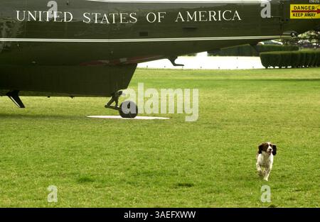 Mar 23, 2001; Washington, D.C., U.S.A.; U.S. President George W. Bush's dog, SPOT, waits on the south lawn of the White House for his master to return home from a trip. Springer spaniel Spot was born to Millie, dog of president George H.W. Bush..  (Credit Image: Michael Springer/ZUMAPRESS.com) Stock Photo