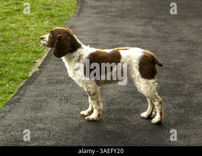 Mar 23, 2001; Washington, D.C., U.S.A.; U.S. President George W. Bush's dog, SPOT, waits on the south lawn of the White House for his master to return home from a trip. Springer spaniel Spot was born to Millie, dog of president George H.W. Bush..  (Credit Image: Michael Springer/ZUMAPRESS.com) Stock Photo