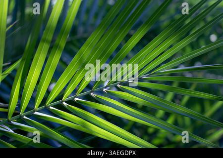 Palm green leawes with veins in the back lit. Aesthetic natural tropical background with selective focus. Stock Photo
