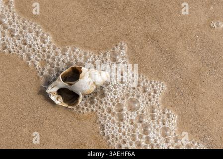 Broken whelk conch over sea foam on the shore Stock Photo