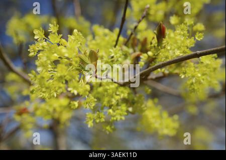Blossoms and buds on Norway maple (Acer platanoides), maple, spring, April, castle park, park, recreation area, Kupferzell, Hohenlohe, Germany, Europe Stock Photo