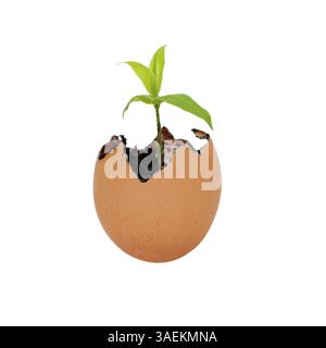 Brown egg shell cracked open with Earth dirt sand and sprouting green plant growing metaphor for new life and environment, isolated, New York, USA, No Stock Photo