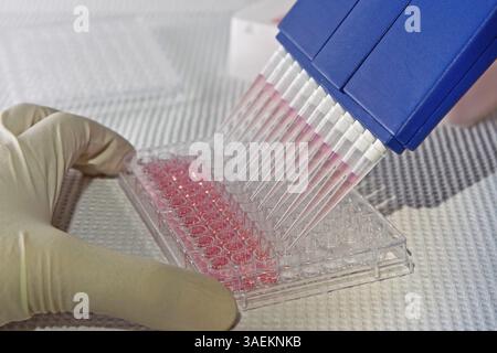 Scientist using blue multi-channel pipet for pipetting a 96 well plate with pink solution on white, New York, USA, North America Stock Photo