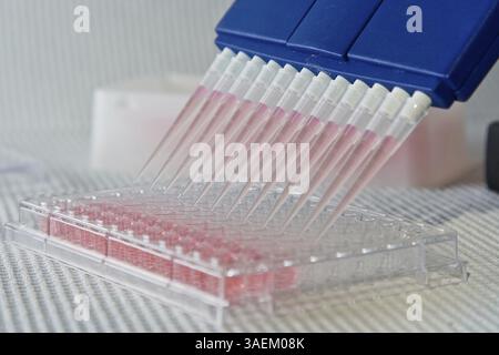 Blue multi-channel pipet used for pipetting a 96 well plate with pink solution on white, New York, USA, North America Stock Photo