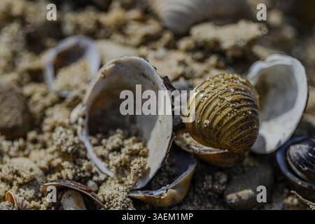 Close-up of sand and shells shows detail of nature, Danube, Bogen, Lower Bavaria Stock Photo