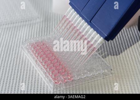 Blue multi-channel pipet used for pipetting a 96 well plate with pink solution on white, New York, USA, North America Stock Photo