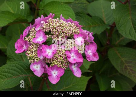 Close-up of Hydrangea macrophylla 'Endless Summer Twist and Shout' - Bigleaf Hydrangea flowers in summer. Stock Photo