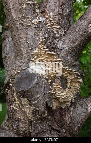 White flat mushroom growth on Corylus colurna 'Te Terra Red' - Turkish Hazel tree trunk in summer. Stock Photo