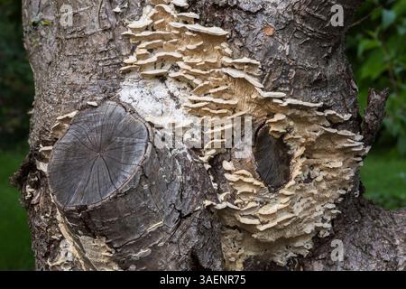 White flat mushroom growth on Corylus colurna 'Te Terra Red' - Turkish Hazel tree trunk in summer. Stock Photo
