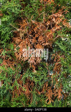 Close-up of Thuja occidentalis - White Cedar hedge with browning of older leaves in autumn. Stock Photo