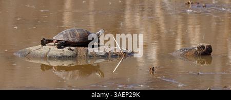 painted turtle (Chrysemys picta), basking on snapping turtle, Chelydra serpentina, Maryland Stock Photo