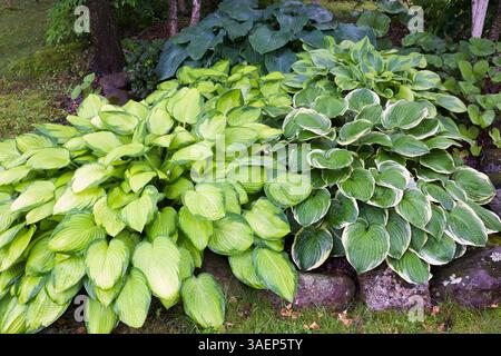 Rock edged border with Hosta plants 'Blue Angel', 'Inniswood', 'Alex Summer', 'Gold Standard' and 'Christmas Tree' in backyard garden in summer. Stock Photo