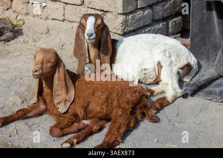 Two brown and white goats resting on the ground near a stone wall in a rural setting, captured in natural sunlight with soft shadows. Stock Photo