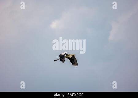 Adult grey Heron gracefully flies looking for a lunch spot at the wetlands Stock Photo