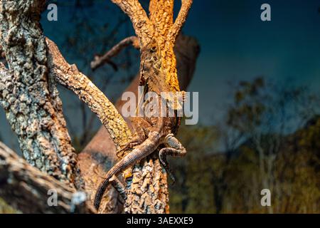 Well camouflaged frillneck lizard rests on tree Stock Photo