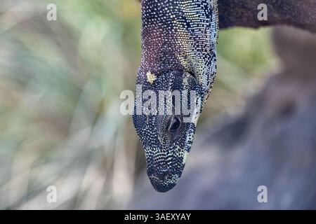 Large water monitor lizard hangs down from branch Stock Photo
