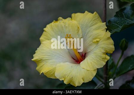 Striking yellow hibiscus in full bloom at our garden Stock Photo