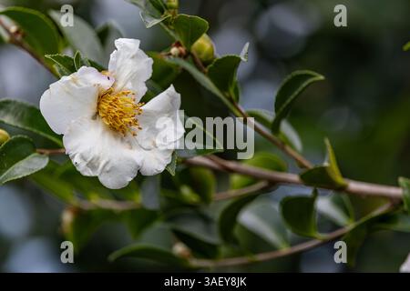 Pretty Camellia blooms with buds ready at our garden Stock Photo